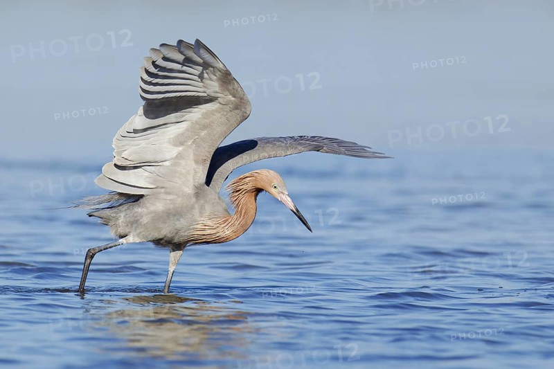 Reddish Egret (Egretta rufescens), Florida, USA