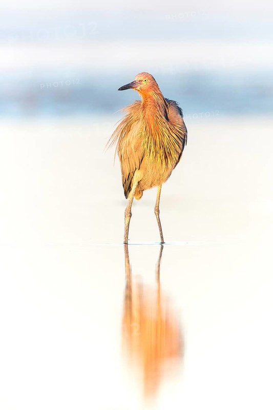 Reddish Egret (Egretta rufescens) foraging, Florida, USA