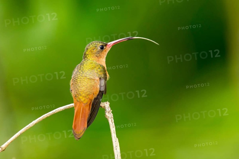 Cinnamon Hummingbird Amazilia rutila La Bajada, Nayarit, Mexico 8 June Adult with tongue extended. Trochilidae