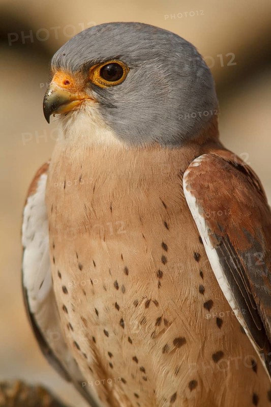 Lesser Kestrel (Falco naumanni), male portrait, Castile-La Mancha