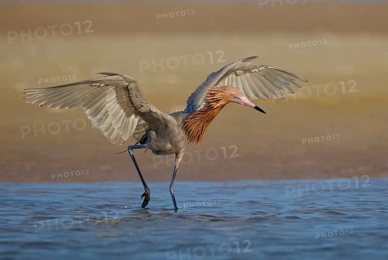 Reddish Egret (Egretta rufescens) foraging, Florida, USA