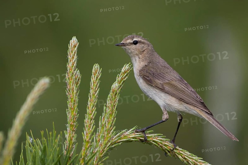 Siberian Chiffchaff - Taigazilpzalp - Phylloscopus tristis, Russia (Ural)