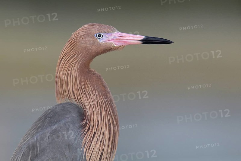 Reddish Egret (Egretta rufescens), Florida, USA