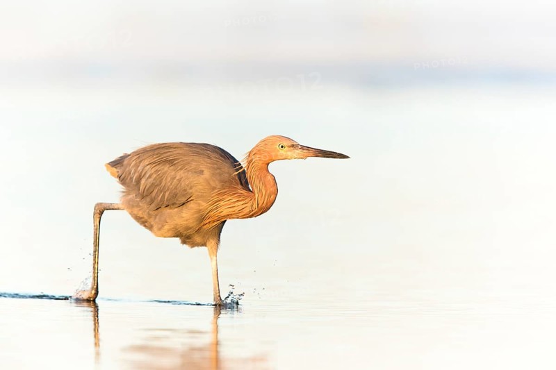 Reddish Egret (Egretta rufescens) foraging, Florida, USA
