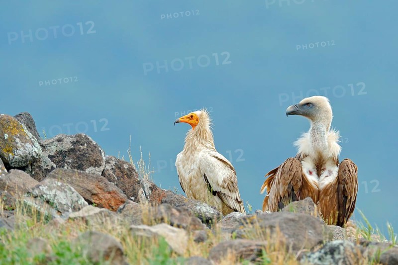 Griffon Vulture and Egyptian vulture, big birds of prey sitting on stone, rock mountain, nature habitat, Madzarovo, Bulgaria, Eastern Rhodopes. Wildlife scene, nature. Bird in the stone habitat