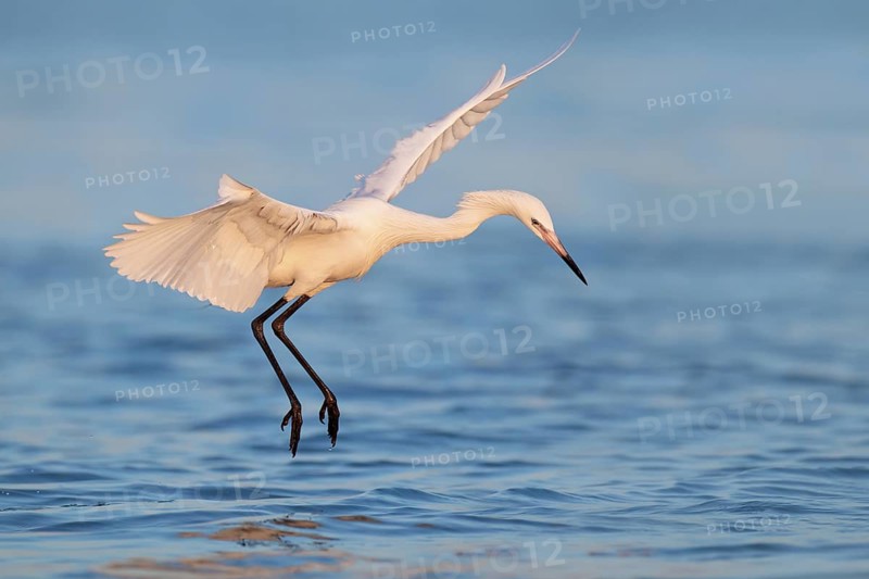 Reddish Egret (Egretta rufescens) flying, Florida, USA