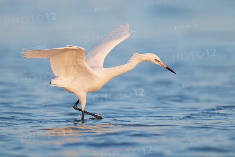 Reddish Egret (Egretta rufescens), Florida, USA