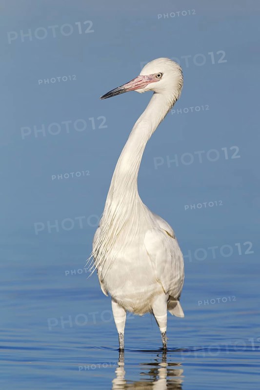 Reddish Egret (Egretta rufescens), Florida, USA