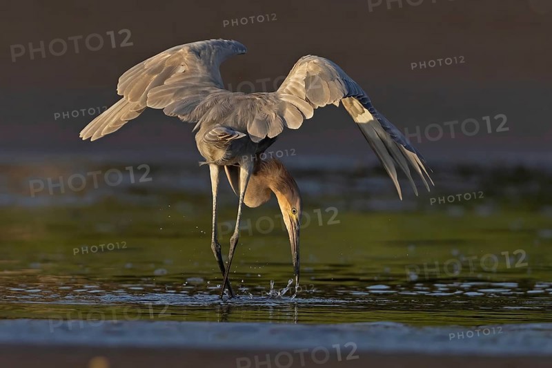 Reddish Egret (Egretta rufescens) foraging, Costa Rica