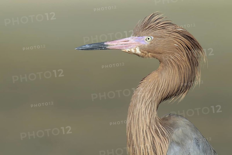 Reddish Egret (Egretta rufescens), Florida, USA