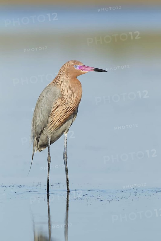 Reddish Egret (Egretta rufescens), Florida, USA