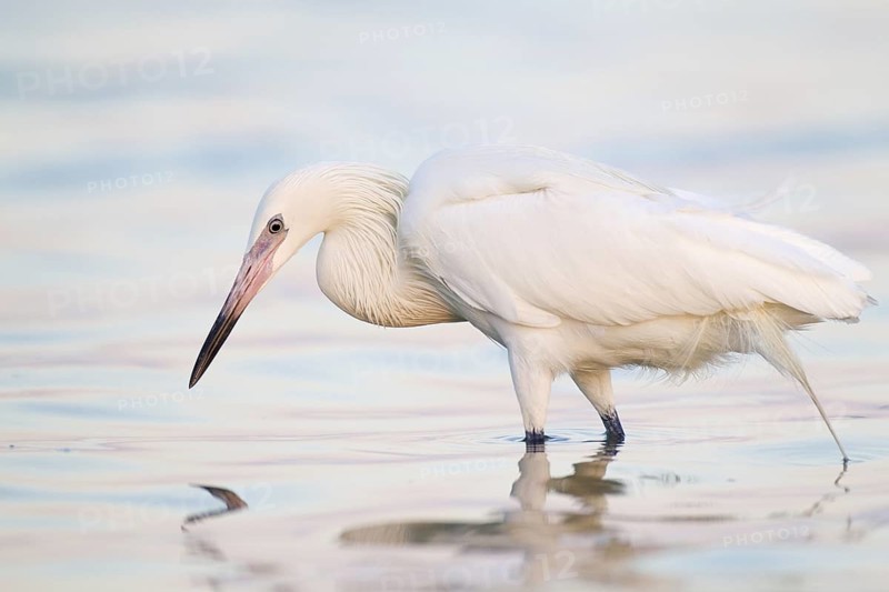 Reddish Egret (Egretta rufescens), Florida, USA