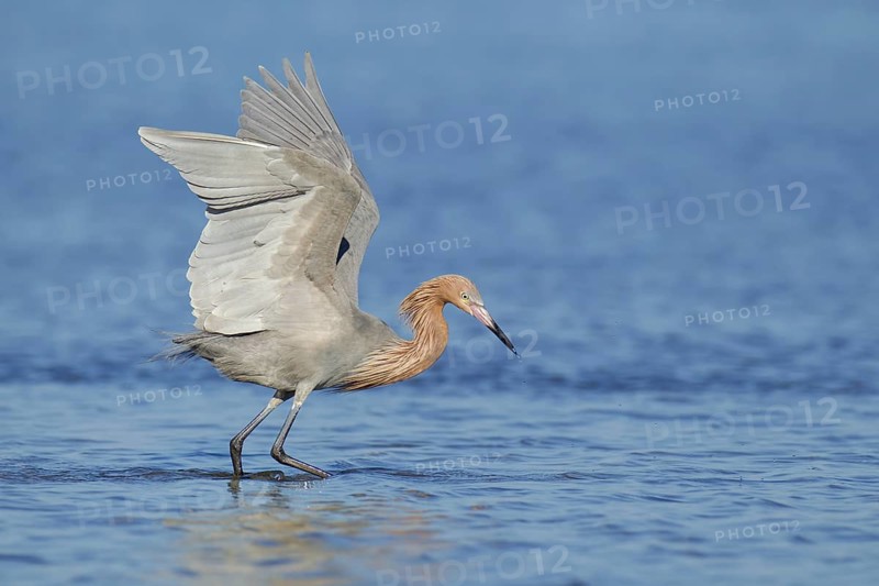 Reddish Egret (Egretta rufescens), Florida, USA