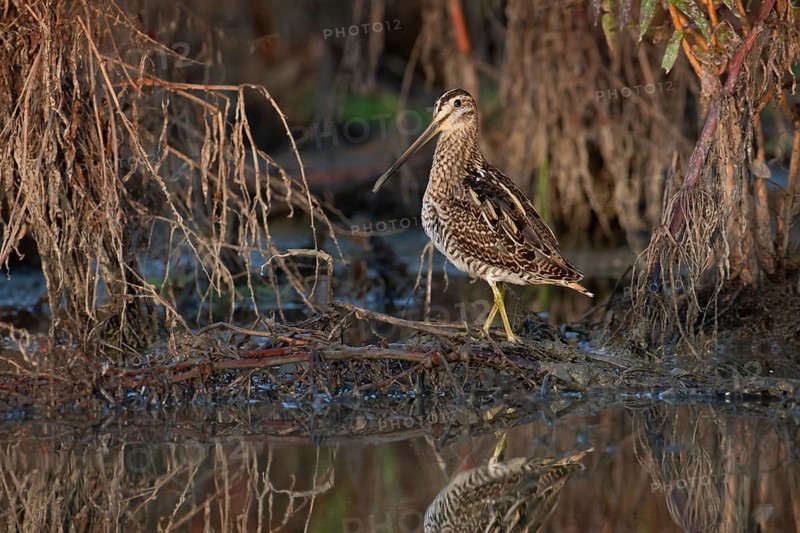 Common Snipe (Gallinago gallinago) foraging, Saxony, Germany