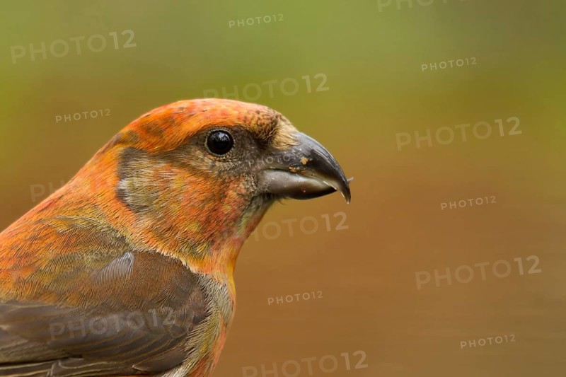Red Crossbill (Loxia curvirostra) male, Utrecht, Netherlands