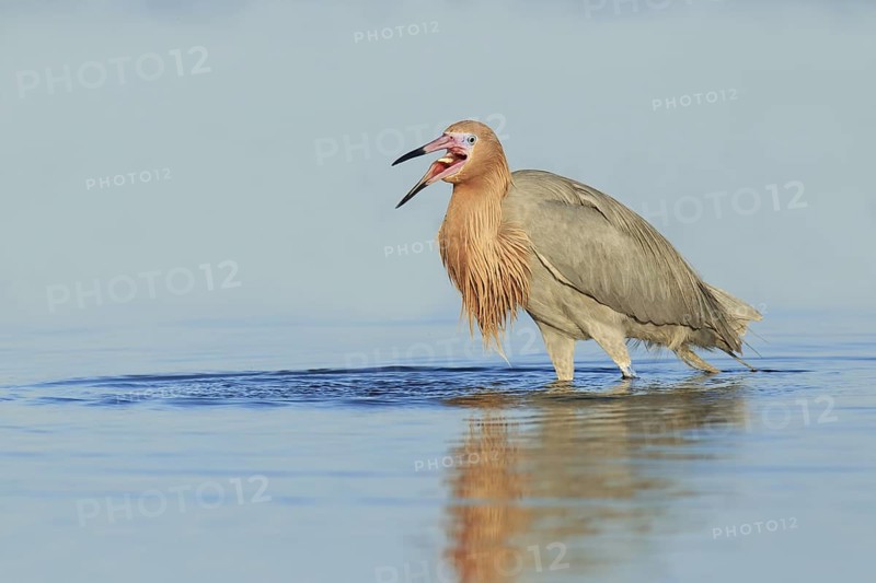 Reddish Egret (Egretta rufescens), Florida, USA