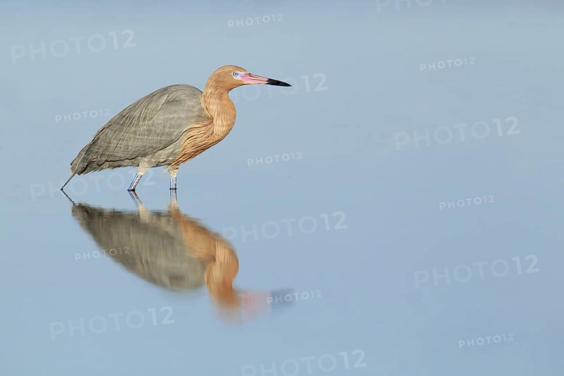Reddish Egret (Egretta rufescens), Florida, USA