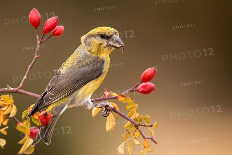 Red Crossbill (Loxia curvirostra) male perched on a branch, Aragon, Spain
