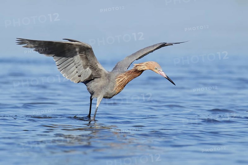 Reddish Egret (Egretta rufescens), Florida, USA