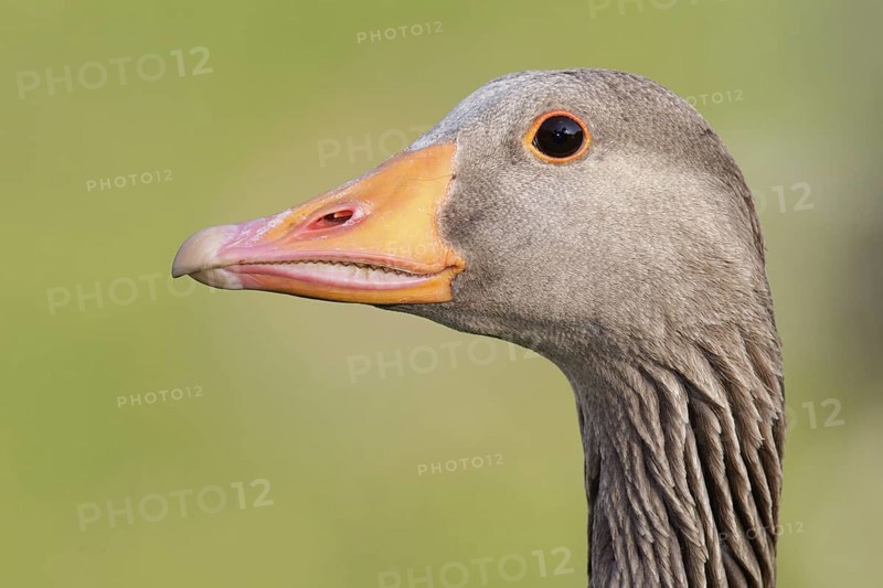 Greylag Goose (Anser anser), Brandenburg, Germany