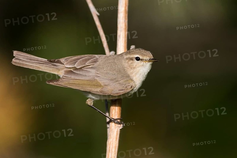 Siberian Chiffchaff - Taigazilpzalp - Phylloscopus tristis, Russia (Ural)