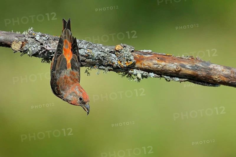 Red Crossbill (Loxia curvirostra) male perched on a branch, Andalusia, Spain