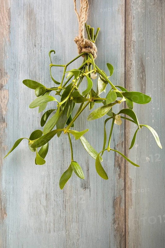 Branch of Mistletoe tied on grunge background. Nature background. Christmas plant