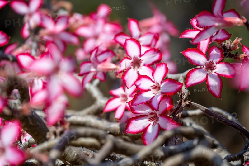 Multiflorous desert rose (Adenium multiflorum) also known as Sabi star, many pinkish white flowers, Kruger National Park, South Africa
