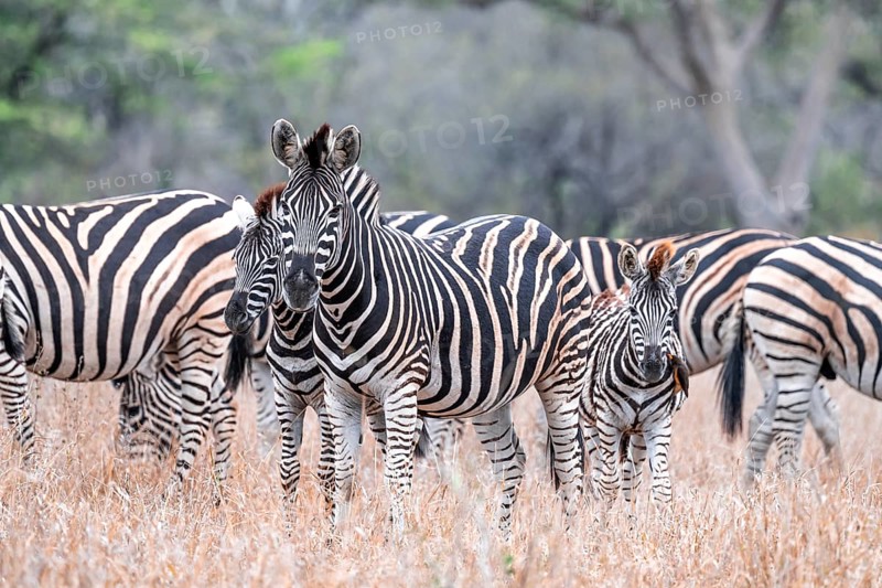 Steppe zebra (Equus quagga), mother and young, herd in dry tall grass, Kruger National Park, South Africa