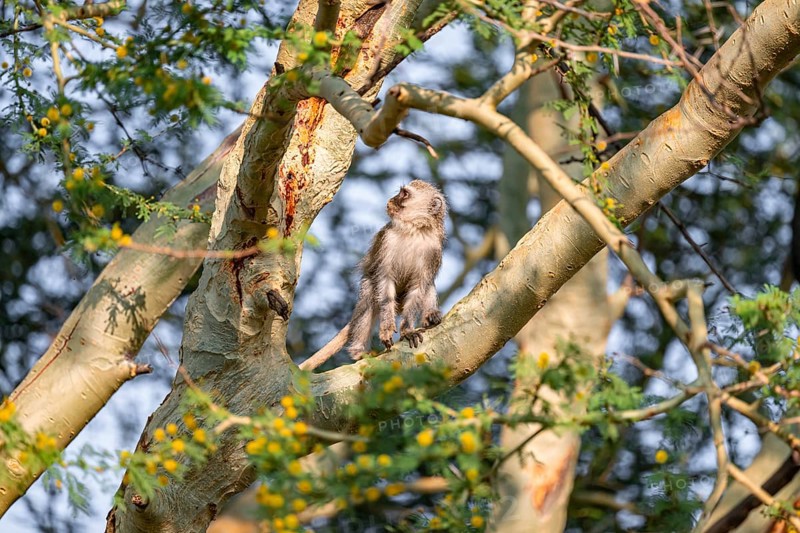 Southern vervet monkey (Chlorocebus pygerythrus) sitting on the branch of an acacia tree, Kruger National Park, South Africa