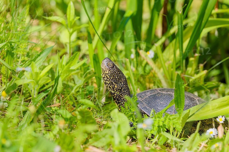 A European pond turtle (Emys orbicularis), makes its way through the green meadow next to the pond