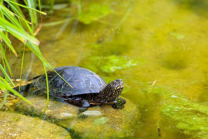 A European pond turtle (Emys orbicularis) rests in shallow water on a stone lying in the pond, surrounded by green riparian vegetation