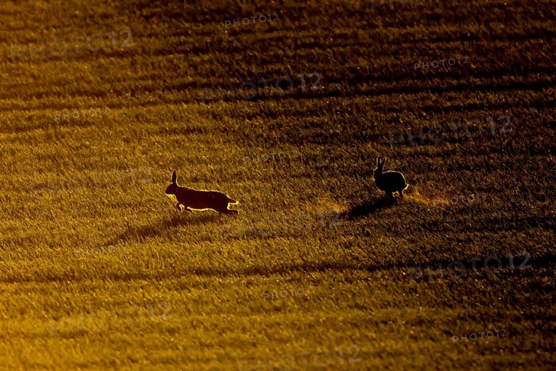 European brown hare (Lepus europaeus) silhouette of two adult animals running in a farmland field at sunset, England, United Kingdom