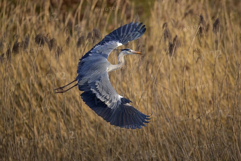 Grey heron (Ardea cinerea), adult heron in flight in front of reeds, evening light, Neckar valley, Baden-Württemberg, Germany