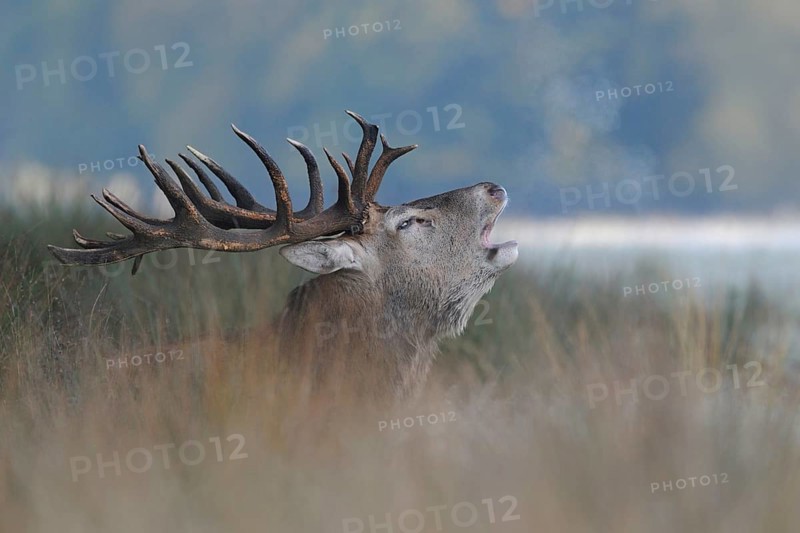 Red Deer (Cervus elaphus), powerful stag, barking in high grass, visible breath cloud, on a cold October morning, autumnal colours, Europe, detailed close-up, native nature, wildlife, Germany, Europe