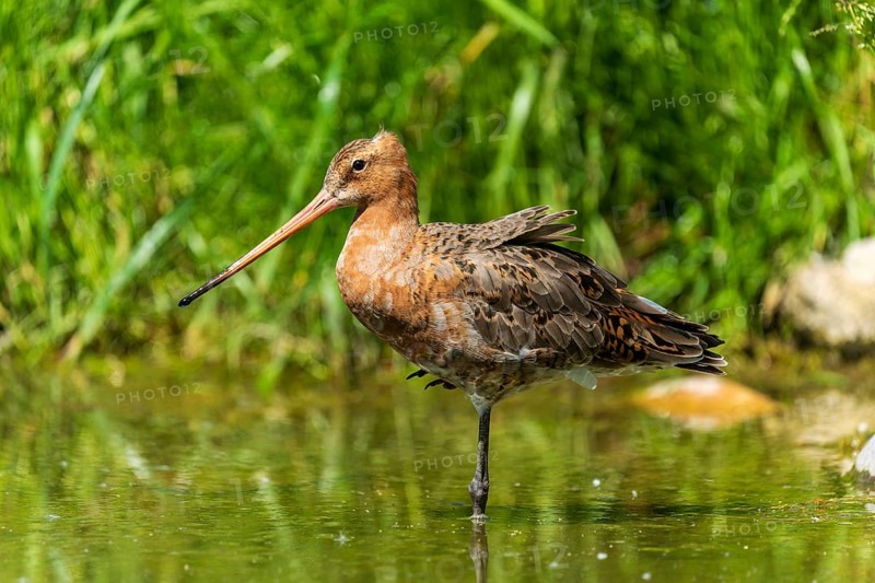 Standing snipe bird in a body of water surrounded by green vegetation, black-tailed godwit (Limosa limosa), France