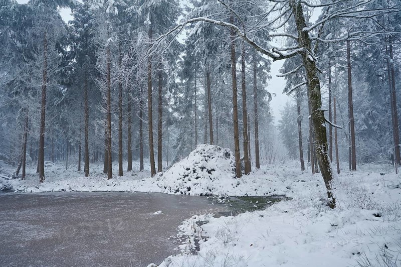 Snow-covered forest reserve Ballmoos, high moor in the mist, Lieliwald, Lindenberg, Horben, Canton Lucerne, Switzerland