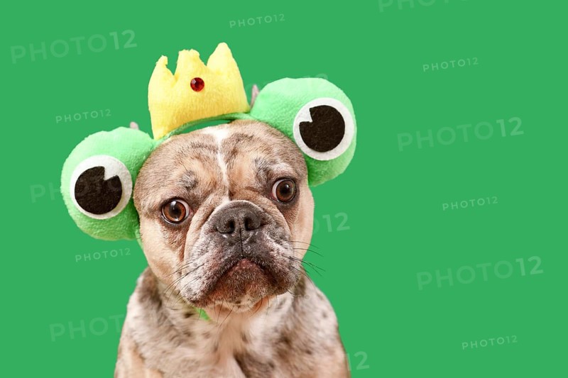 Funny French Bulldog dog wearing frog costume headband with crown and big eyes on green background with copy space