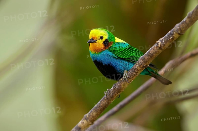 Multicolored Tanager (Chlorochrysa nitidissima) perched on a branch in the Andes mountains of Colombia