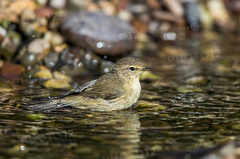 Common Chiffchaff (Phylloscopus collybita) bathing in a little stream, Mecklenburg-Western Pomerania, Germany