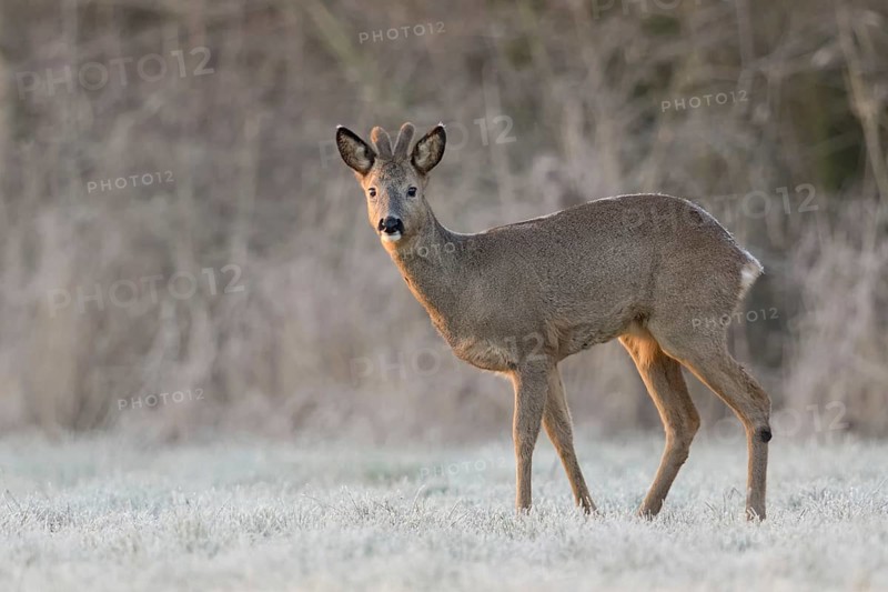 Western Roe Deer (Capreolus capreolus) buck with velvet antler in frosty grassland, North Rhine-Westphalia, Germany