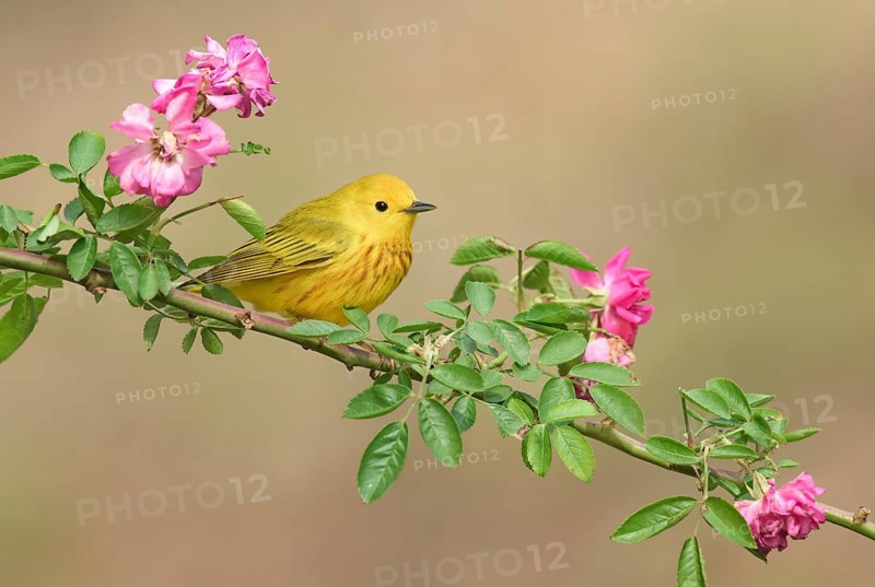 American Yellow Warbler (Setophaga aestiva) male perched on a flowering branch, Texas, USA