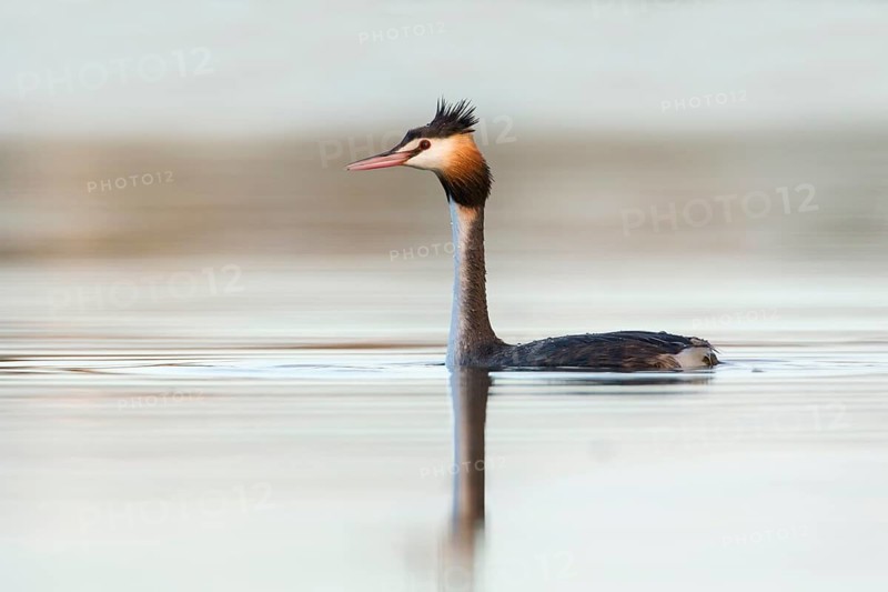 Australasian Crested Grebe (Podiceps cristatus australis), Victoria, Australia