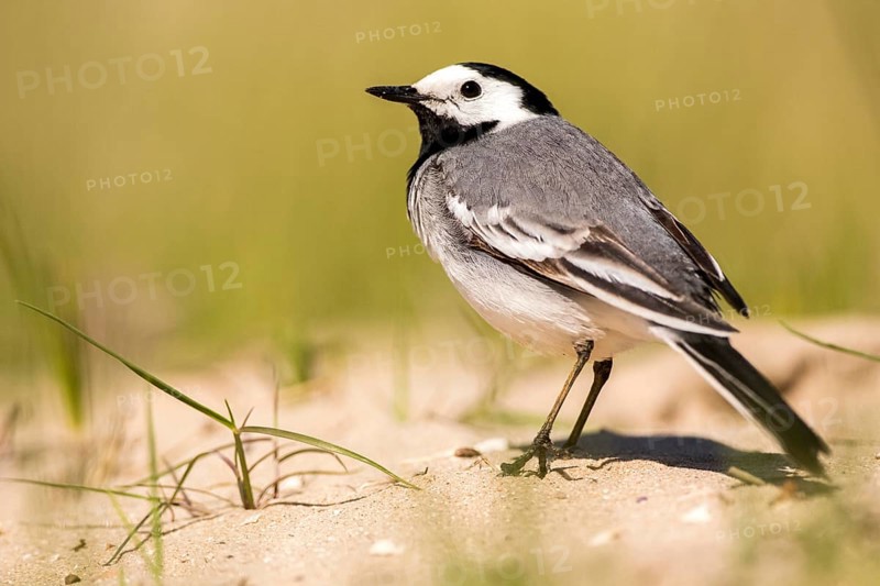 White Wagtail (Motacilla alba), Romania