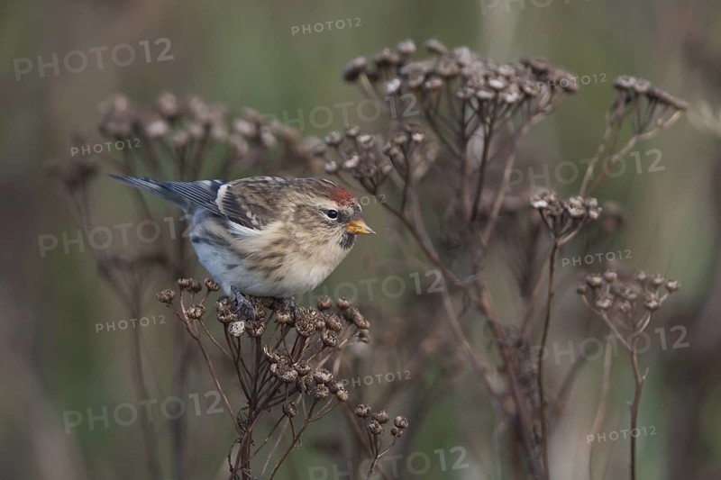 Common Redpoll - Taiga-BIrkenzeisig - Carduelis flammea flammea, Germany