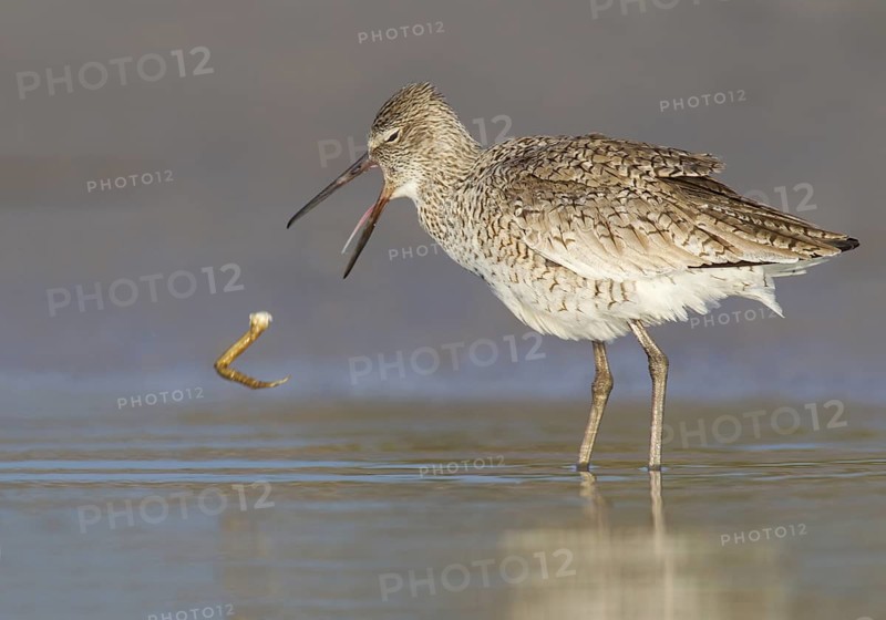 Willet (Tringa semipalmata), Florida, USA