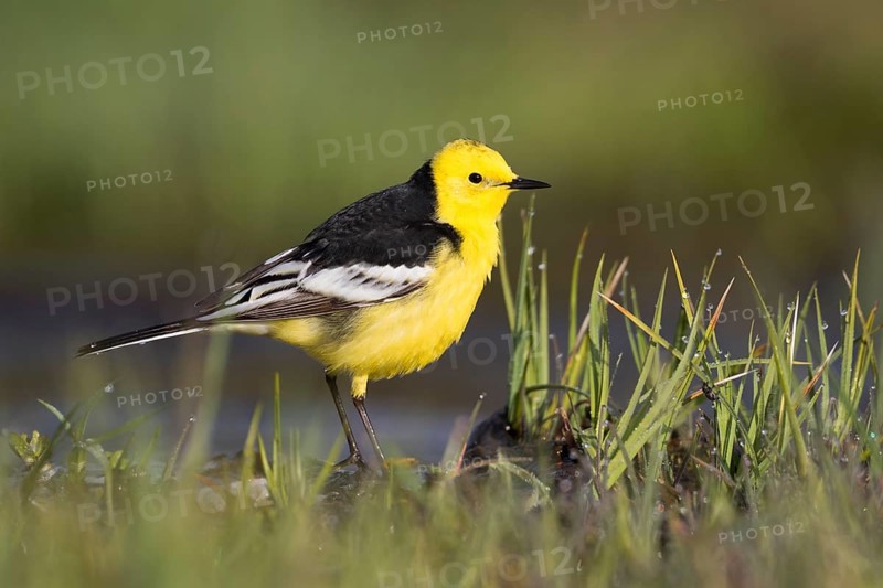 Citrine Wagtail - Zitronenstelze - Motacilla citreola ssp. calcarata, Kyrgyzstan, adult male