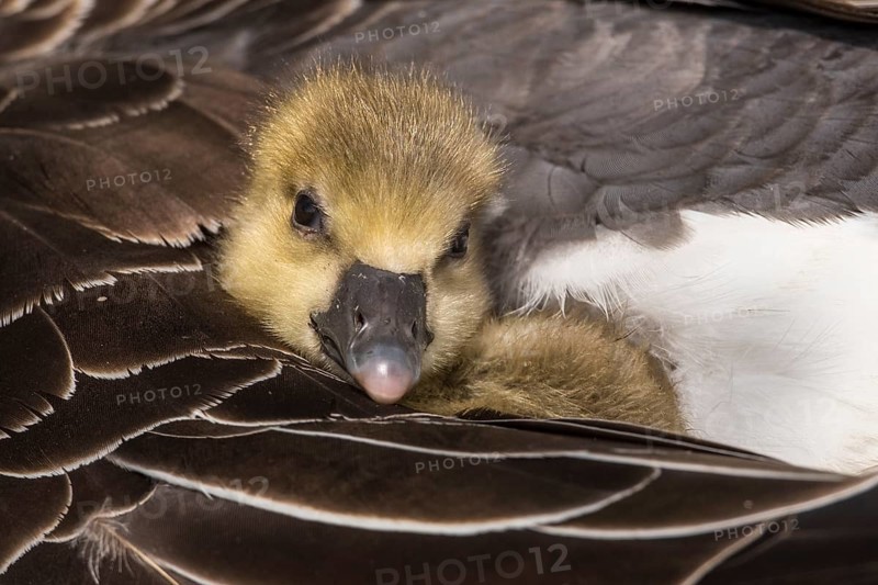 Greylag Goose (Anser anser) chick, Lower Saxony, Germany