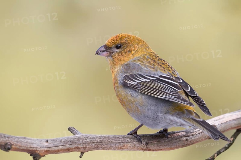 Pine Grosbeak - Hakengimpel - Pinicola enucleator, Finland