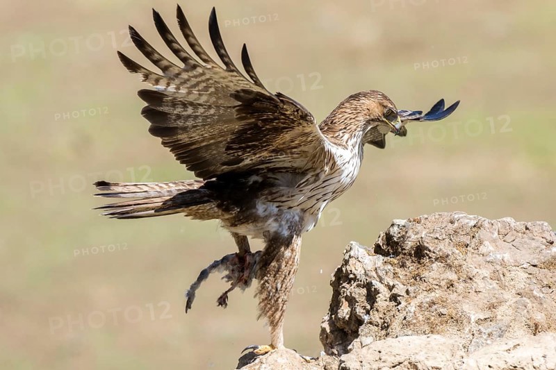 Bonelli's Eagle (Aquila fasciata) male with prey, Andalusia, Spain